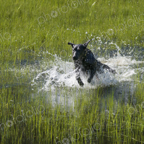 A black labrador dog bounding through shallow water.