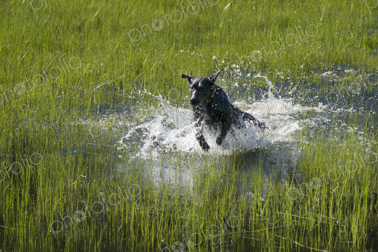 A black labrador dog bounding through shallow water.
