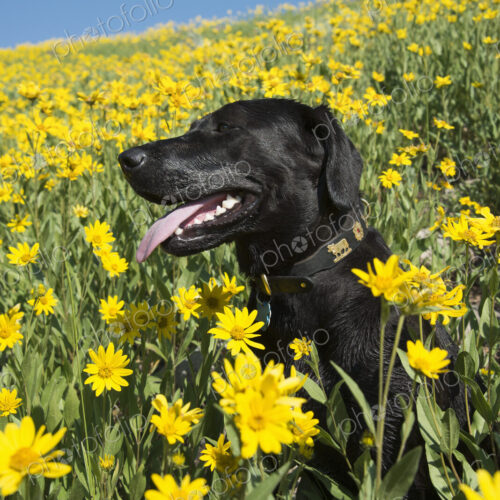 A black labrador dog in a meadow of bright yellow wildflowers.
