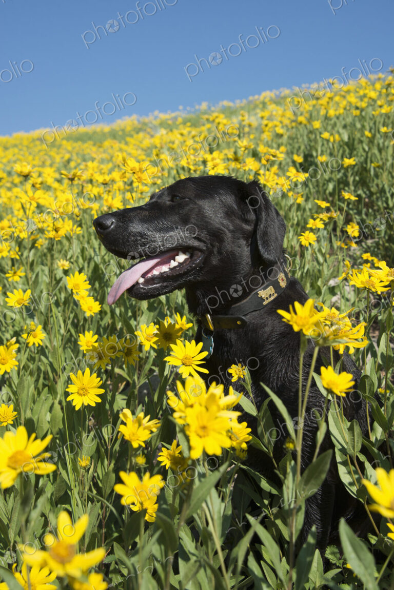 A black labrador dog in a meadow of bright yellow wildflowers.