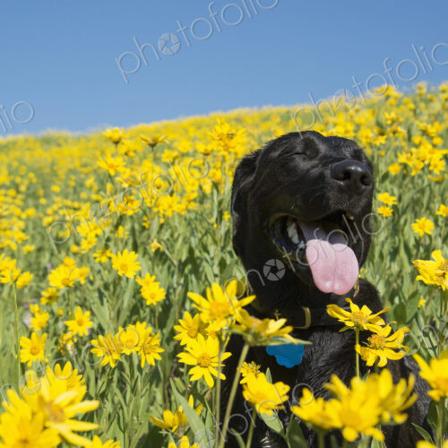 A black labrador dog in a meadow of bright yellow wildflowers.