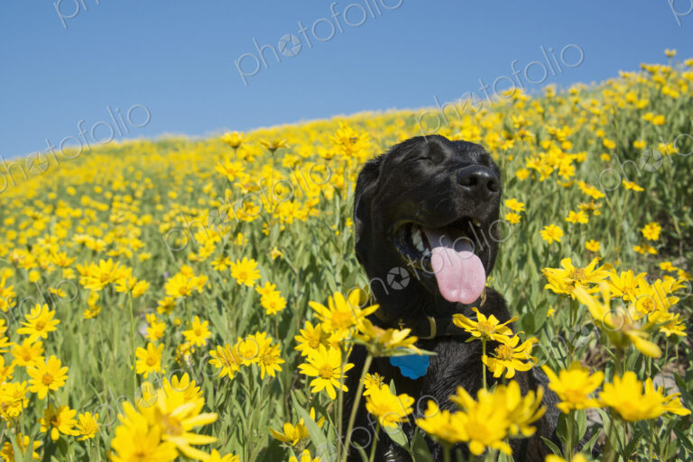 A black labrador dog in a meadow of bright yellow wildflowers.