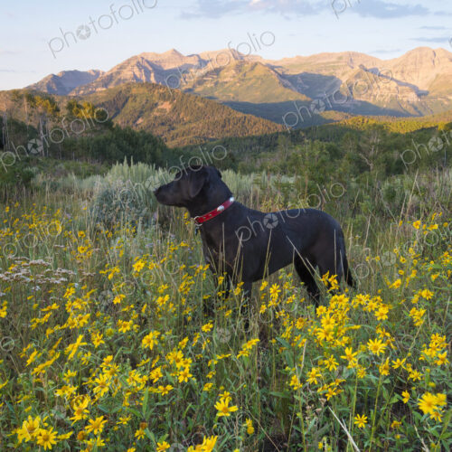 A black labrador dog in a wildflower meadow, at sunset. A black labrador dog in a wildflower meadow, at sunset.