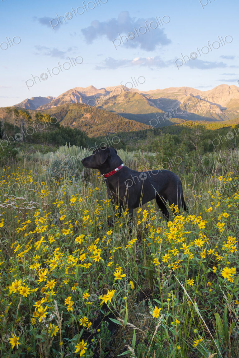A black labrador dog in a wildflower meadow, at sunset.