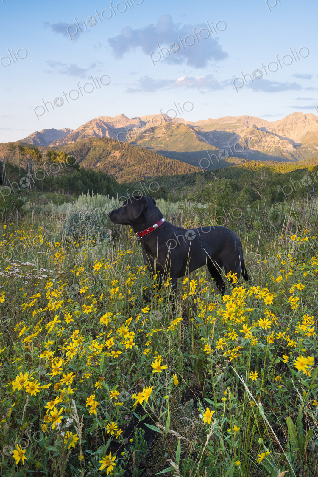 A black labrador dog in a wildflower meadow, at sunset.