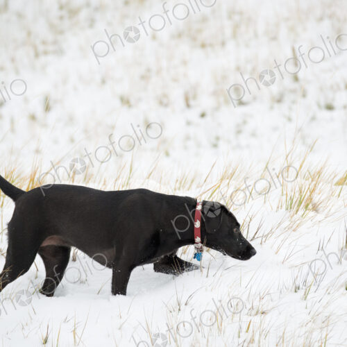 A black labrador dog in snow.