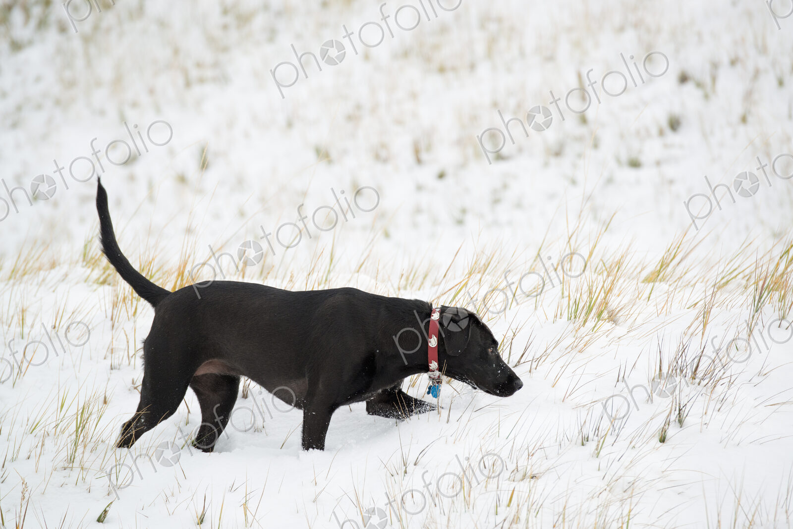 A black labrador dog in snow.