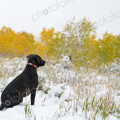 A black labrador dog in snow.