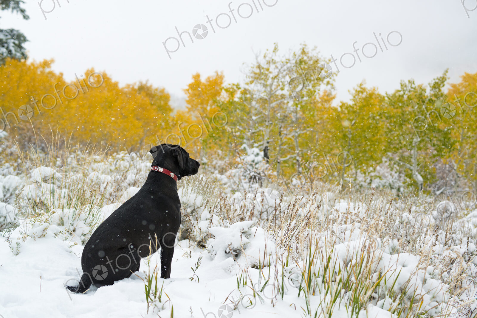 A black labrador dog in snow.