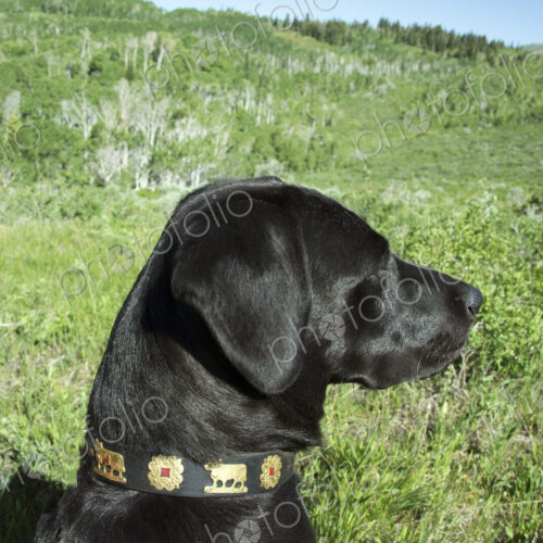 A black labrador dog in tall meadow grass.