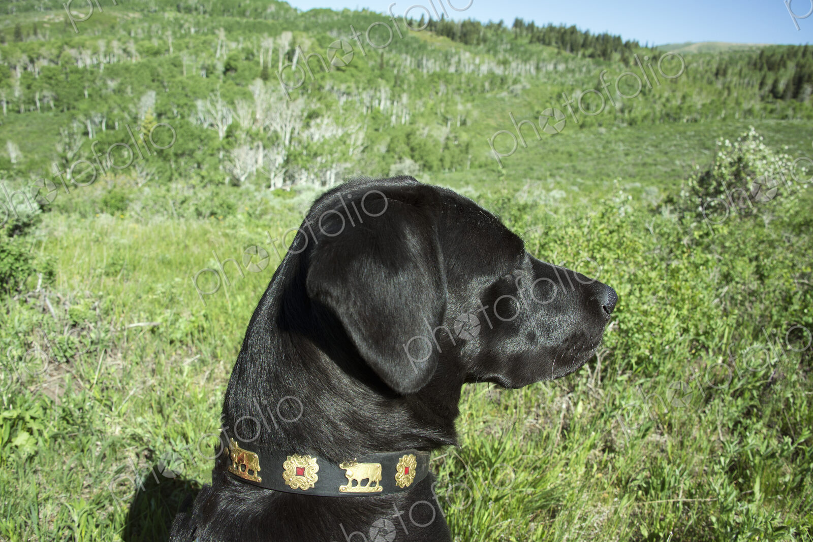 A black labrador dog in tall meadow grass.