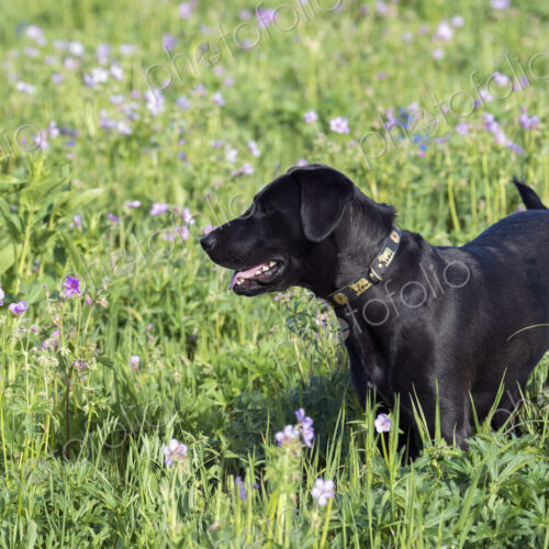 A black labrador dog in tall meadow grass.