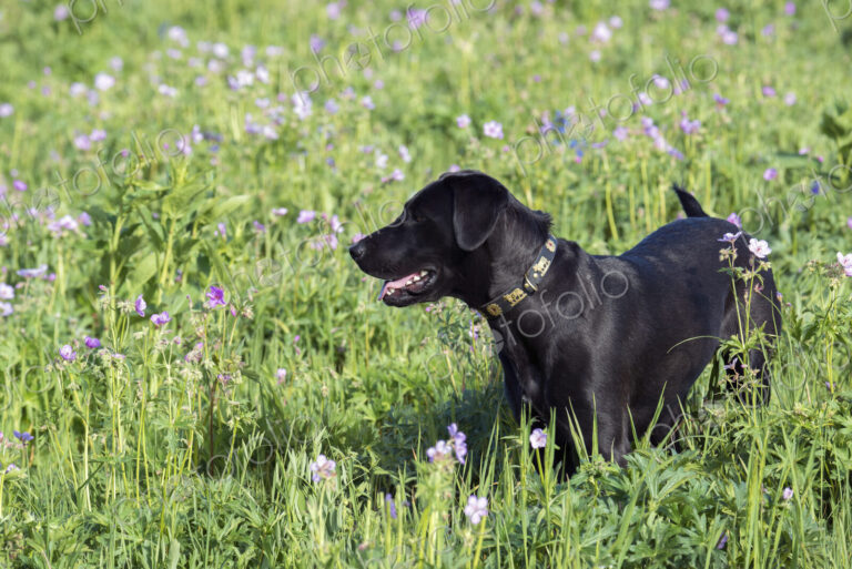 A black labrador dog in tall meadow grass.
