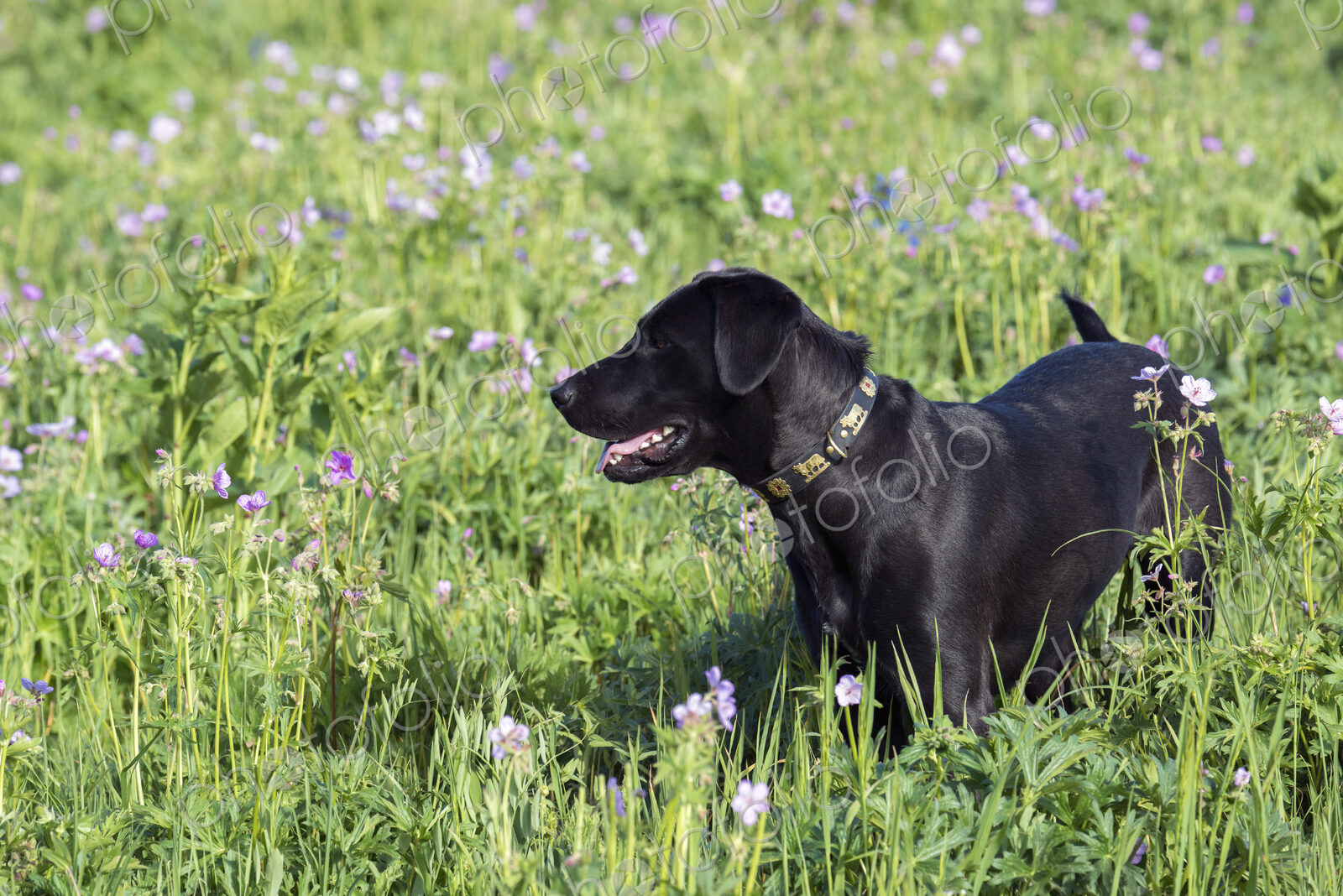 A black labrador dog in tall meadow grass.