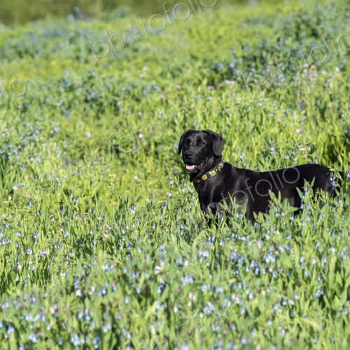 A black labrador dog in tall meadow grass.