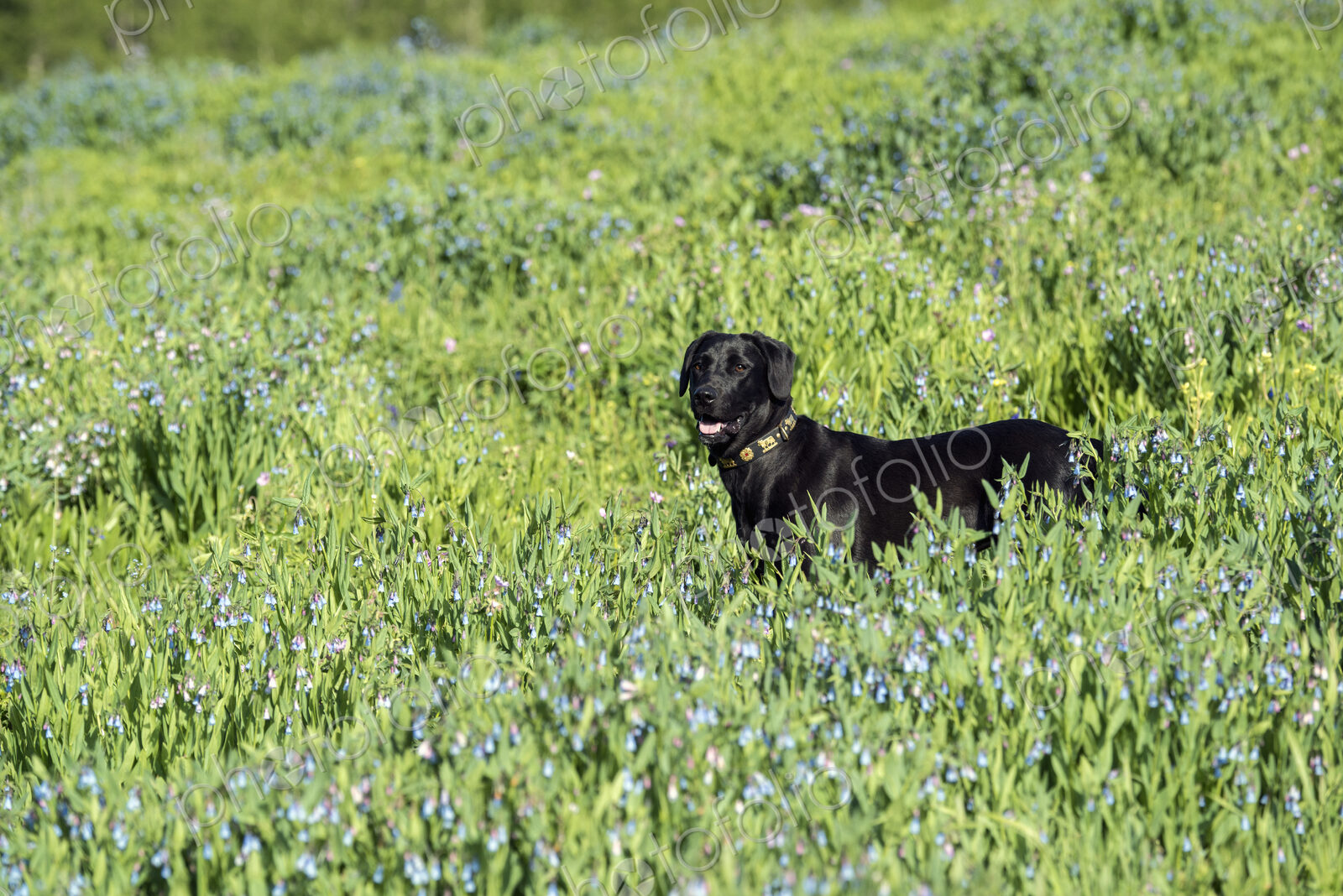 A black labrador dog in tall meadow grass.