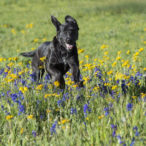 A black labrador dog in tall meadow grass.