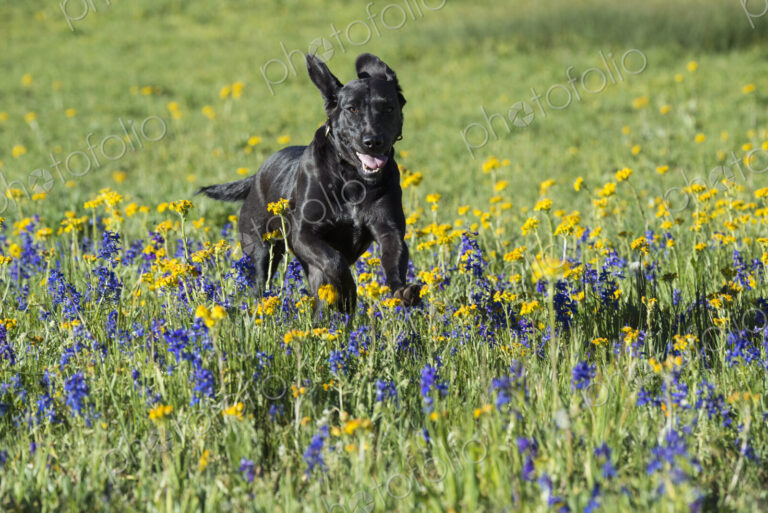 A black labrador dog in tall meadow grass.