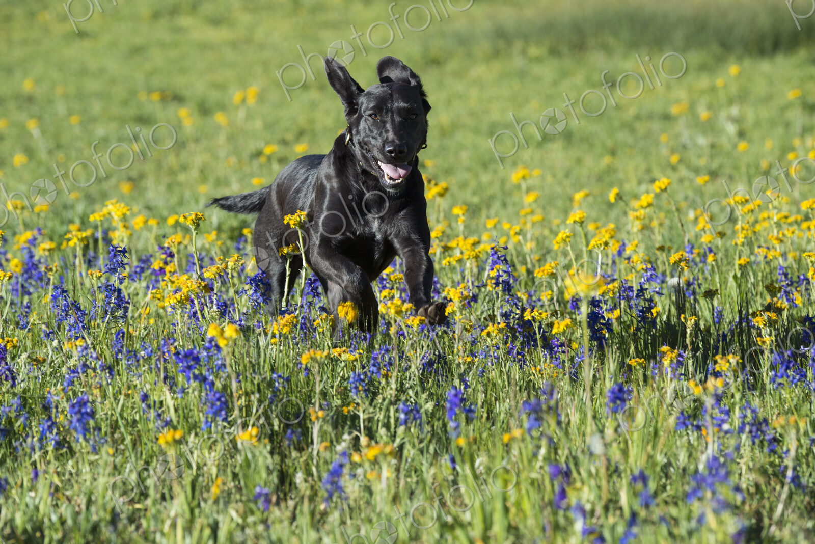 A black labrador dog in tall meadow grass.