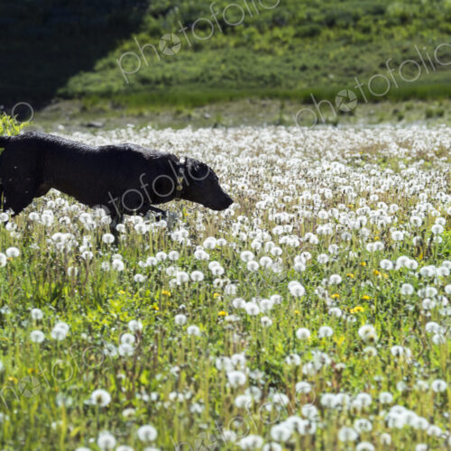 A black labrador dog in tall meadow grass. A black labrador dog in tall meadow grass.