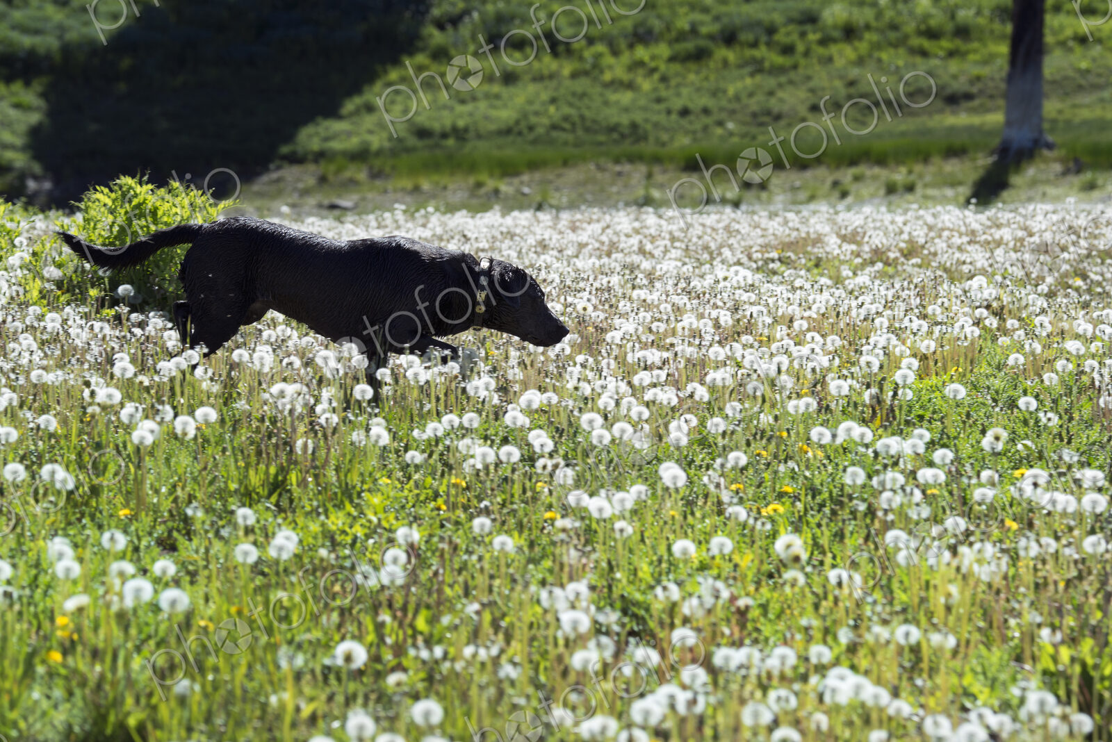 A black labrador dog in tall meadow grass.