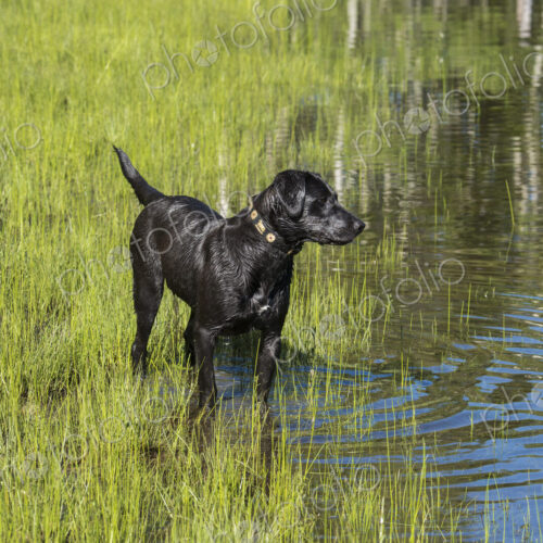 A black labrador dog on the edge of standing water.