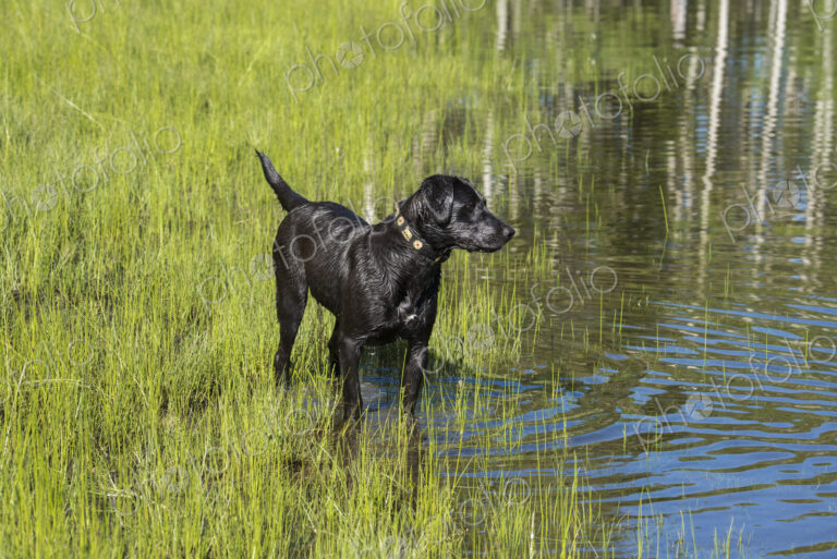 A black labrador dog on the edge of standing water.