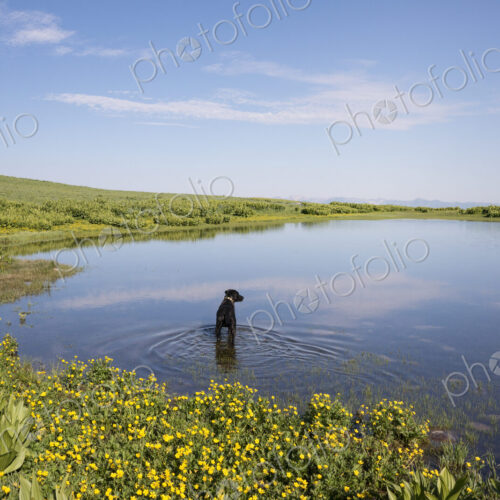 A black labrador dog paddling in lake water. A black labrador dog paddling in lake water.