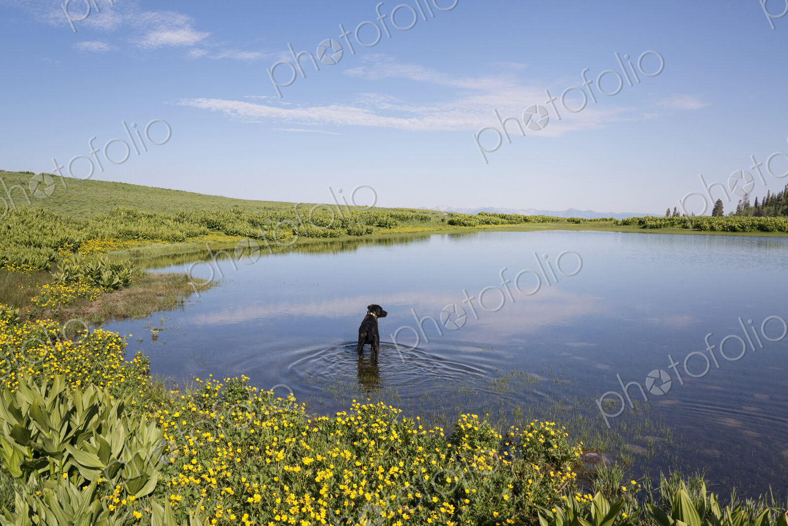 A black labrador dog paddling in lake water.
