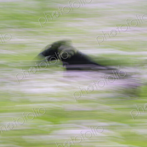 A black labrador dog running through a wildflower meadow. A black labrador dog running through a wildflower meadow.