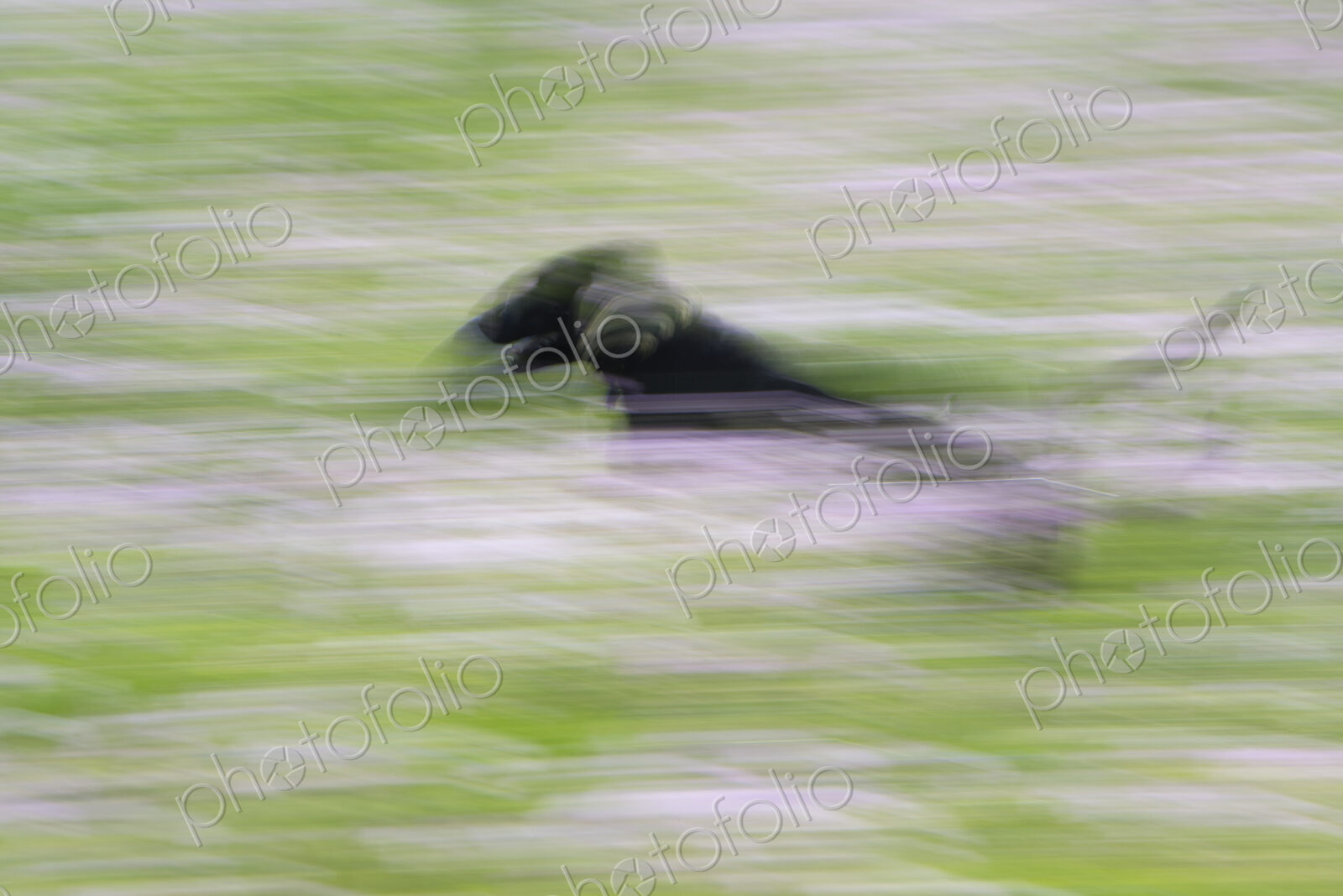 A black labrador dog running through a wildflower meadow.