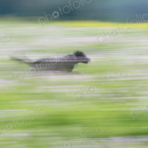 A black labrador dog running through a wildflower meadow. A black labrador dog running through a wildflower meadow.