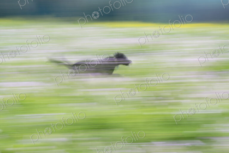 A black labrador dog running through a wildflower meadow.