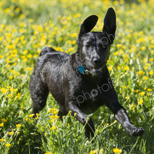 A black labrador dog running through wildflowers, with her ears flapping. A black labrador dog running through wildflowers, with her ears flapping.