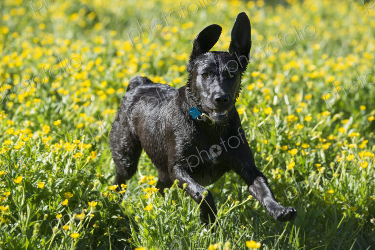 A black labrador dog running through wildflowers, with her ears flapping.