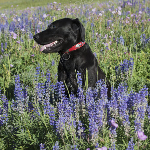 A black labrador dog sitting in a field of tall grass and blue flowers.