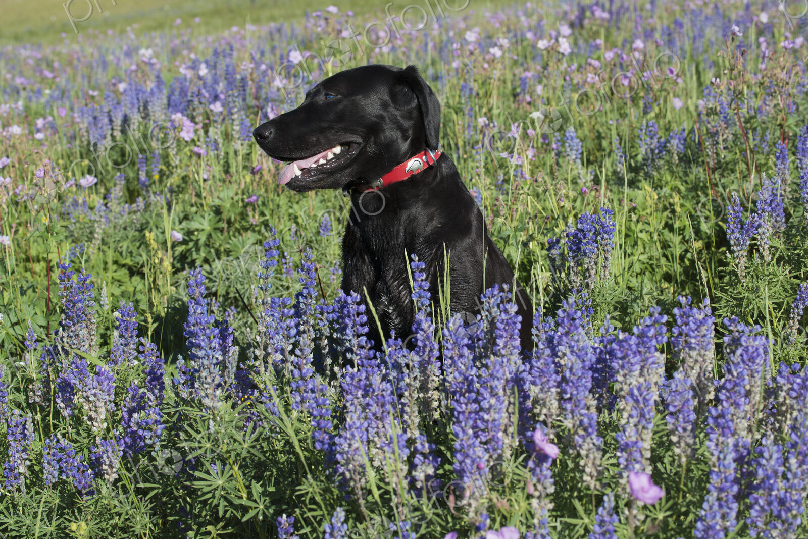 A black labrador dog sitting in a field of tall grass and blue flowers.