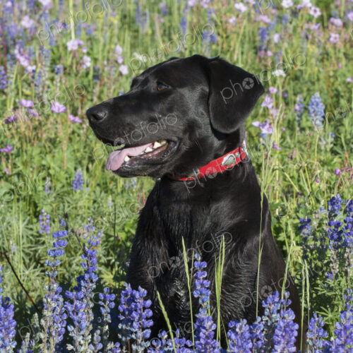 A black labrador dog sitting in a field of tall grass and blue flowers.