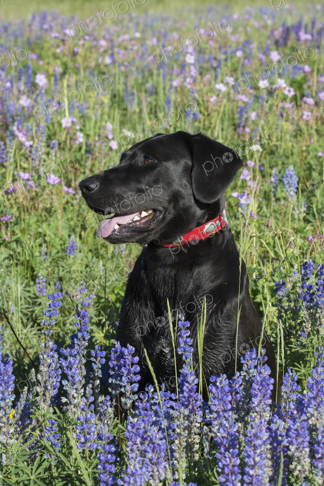 A black labrador dog sitting in a field of tall grass and blue flowers.