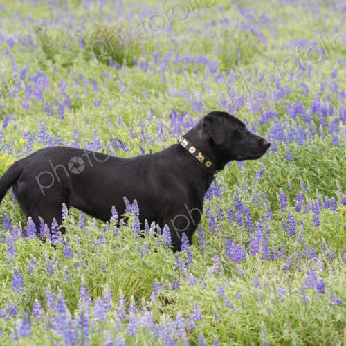 A black labrador dog standing in a wildflower meadow.