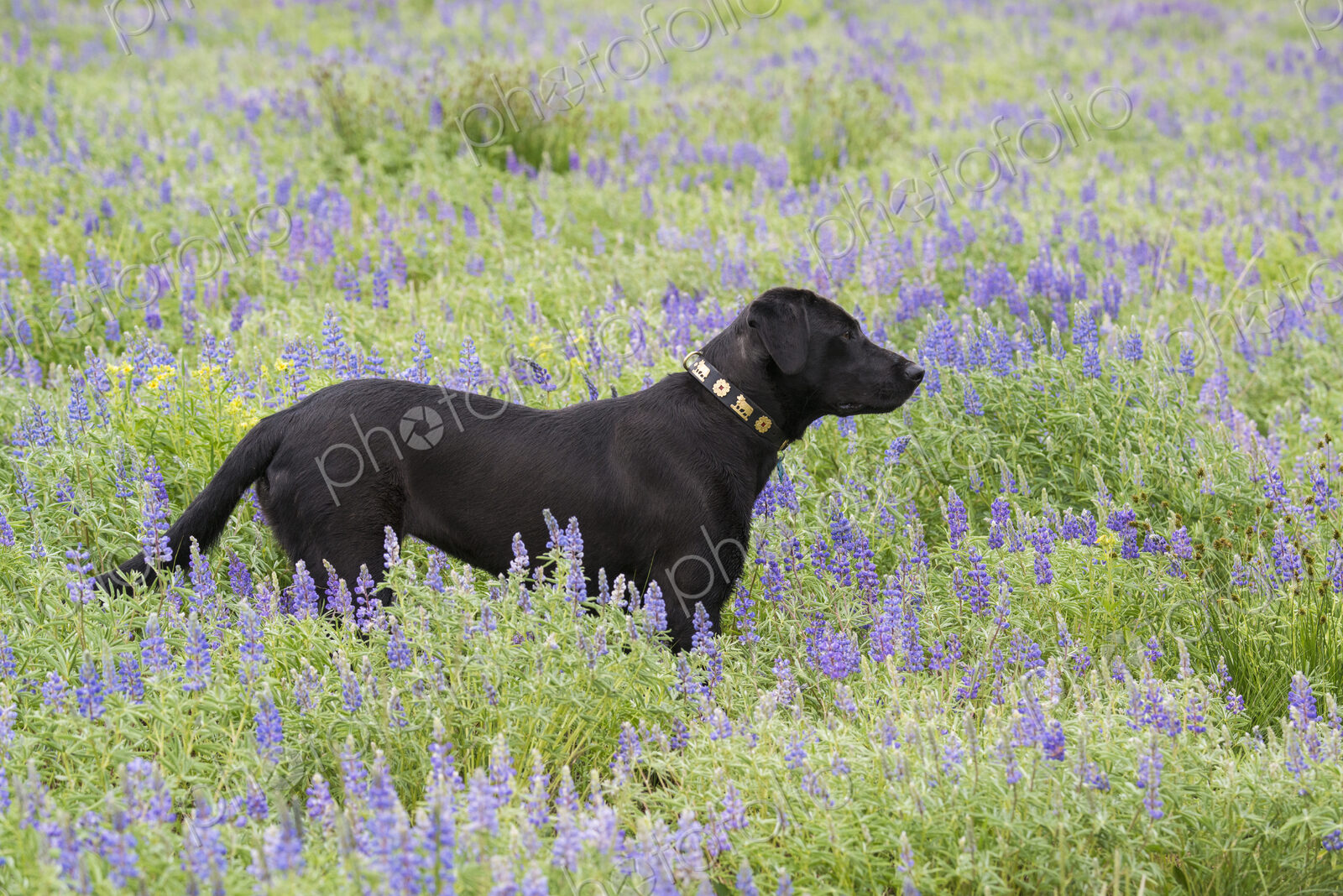 A black labrador dog standing in a wildflower meadow.