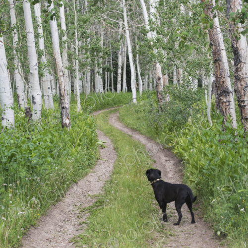 A black labrador dog standing on a deserted path through aspen woods.