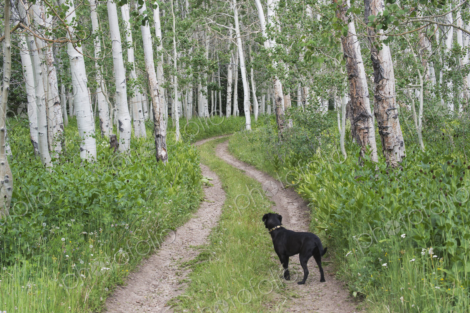 A black labrador dog standing on a deserted path through aspen woods.