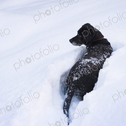 A black labrador retriever deep in snow. A black labrador retriever deep in snow.