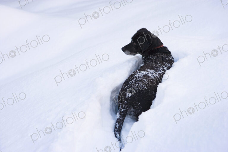 A black labrador retriever deep in snow.