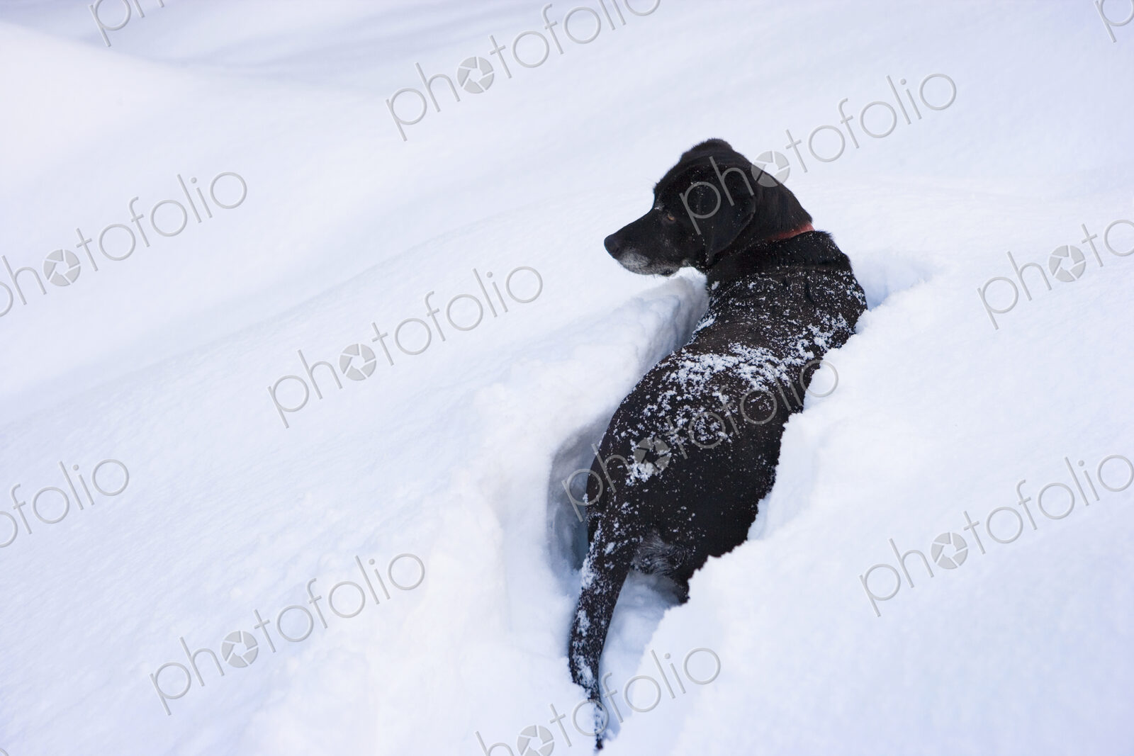 A black labrador retriever deep in snow.