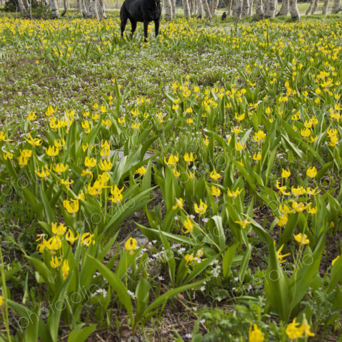 A black labrador retriever dog in a meadow of tall grasses and yellow wild flowers,… A black labrador retriever dog in a meadow of tall grasses and yellow wild flowers,…