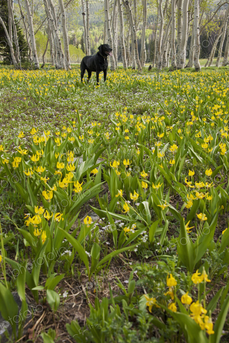 A black labrador retriever dog in a meadow of tall grasses and yellow wild flowers,…