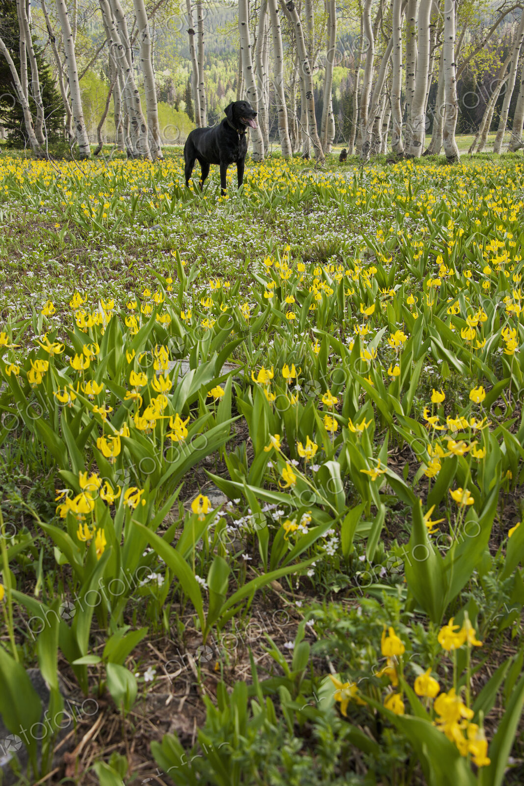 A black labrador retriever dog in a meadow of tall grasses and yellow wild flowers,…