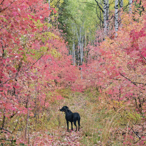A black labrador retriever dog in autumn woodland. Tall trees with red and green foliage. A black labrador retriever dog in autumn woodland. Tall trees with red and green foliage.